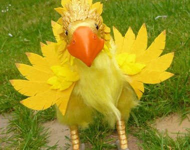 真實版陸行鳥!?他可以載著我跑遍全世界嗎?