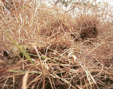 隱藏在照片裡的《神偽裝狙擊手》  你找得到嗎ww（揉眼）