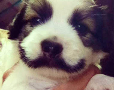 毛色特殊的狗狗們　這樣就不用怕散步時認錯啦（咦）