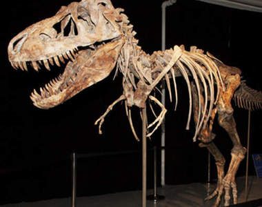 5大《無價失竊品》連恐龍也偷我無言了