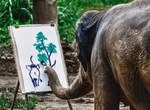 《大象畫畫》動物們是天生藝術家 《大象畫畫》動物們是天生藝術家