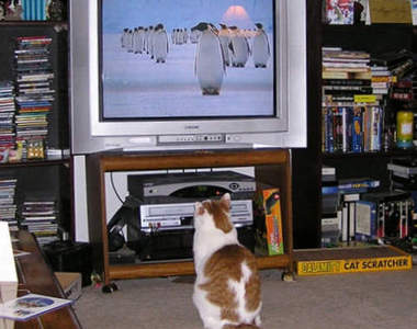 年輕人《為什麼不看電視》關鍵在於誰要脫衣服？