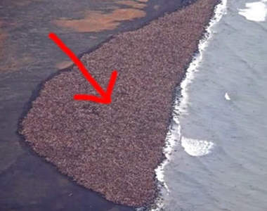 衝擊《海岸邊的神祕聚集物》雞皮疙瘩馬上隆起