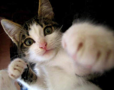 《CATLATERAL DAMAGE》貓拳推倒遊戲（揍）