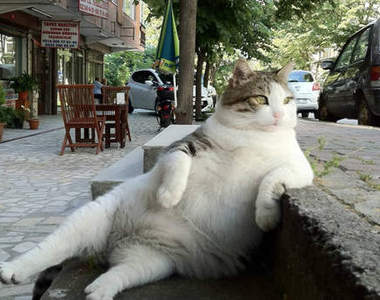 《接待貓咪18招》學會這些就能勉強當個及格的貓奴了（拍拍）