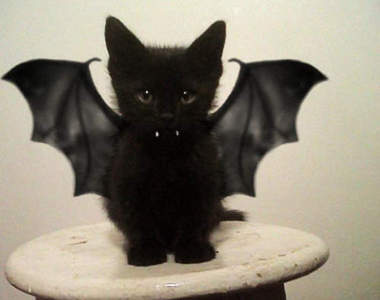 幻想將來變成其他動物的貓咪們　只好請你繼續加油惹(*´艸｀*)