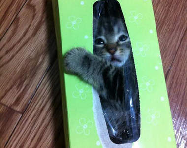 《神出鬼沒的貓咪》到底為什麼會出現在那裡啦～♥