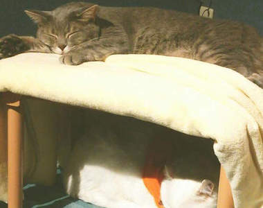 也適合單身者的《寵物暖爐桌》一起取暖比較不寂寞嘛～（擠）