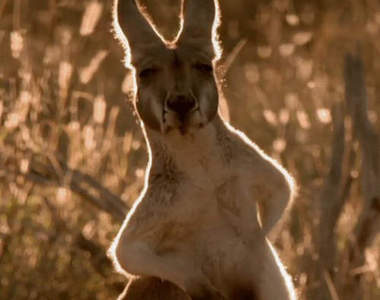 冷門動物的《趣味動圖大搜查》不過最後一張讓人毛毛的......