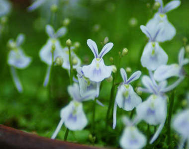 治癒系盆栽「兔兔苔」（小白兔狸藻）可愛外表之下其實是...( ´･ω･)