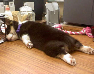 《18隻爆睡狗》保證讓你越看越想睡喔zzZ