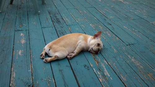 18隻爆睡狗 保證讓你越看越想睡喔zzz