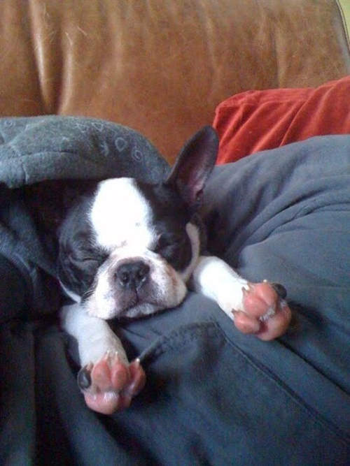 18隻爆睡狗 保證讓你越看越想睡喔zzz