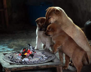 《狗的取暖方式》享受的樣子超呆萌www