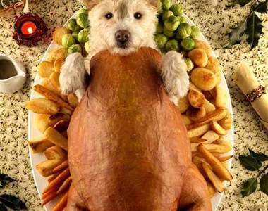 《每年聖誕節都要幫毛小孩打扮一下》這烤雞看起來好好吃阿（誤）