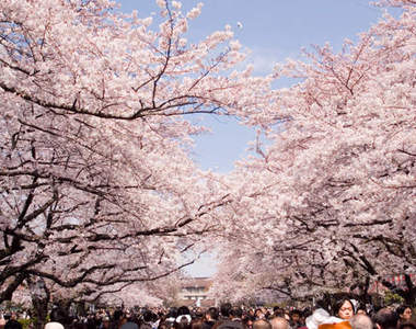 預測2014《日本賞櫻》各大名櫻資訊通通給你