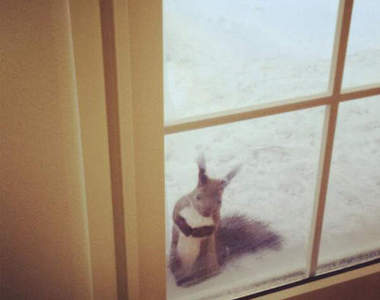 討餅乾吃的野生松鼠　這不是童話裡才會出現的場景嗎✪‿✪