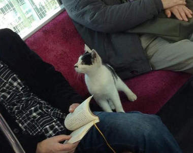 《搭電車的貓》原來是走失的貓要搭電車回家啊...欸!?