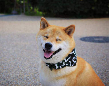 這隻柴犬會治病 心情煩悶時找他馬上就會好起來~