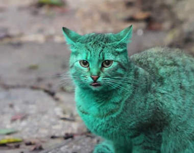 不是PS《綠色的貓》雖然這樣說...怎麼看都像PS的啊...