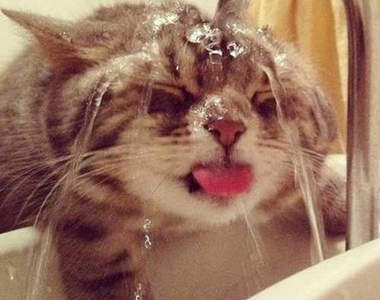 《貓的洗手台》貓咪怎麼會喜歡這種地方咧？