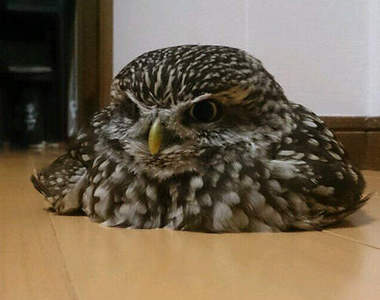 《貓頭鷹的防寒對策》遇到地板暖氣就直接融化啦～ෆ◕ㅂ◕ෆ