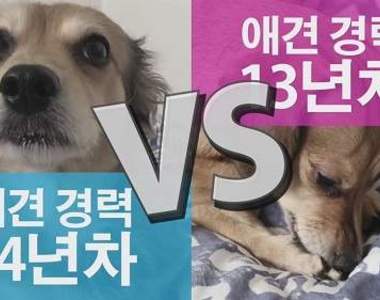 《狗狗短腿PK賽》不管哪一方都想支持♥