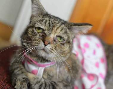 世界上最《悲傷的貓》Tucker也是超可愛的啦 ❤