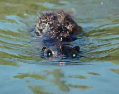 電影《殭屍海狸》就用打地鼠的方法來對付它(我敲)