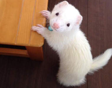 《養雪貂的19個理由》成為家人就請不要任意棄養喔