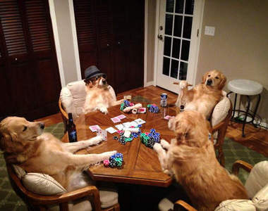 《汪星人進化》出遊上網樣樣來～還會傳訊息欸