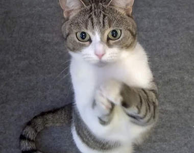 《會拜託的貓》想吃也不要用那種眼神看我～我不行了～