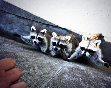 浣熊課金地獄　來到可愛動物區小心要投幣的機器（很可怕）