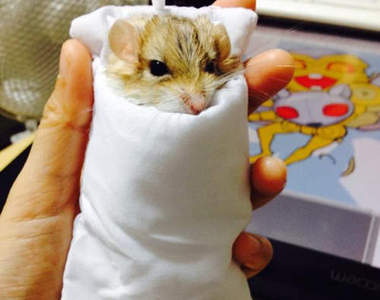 《手機棉被搶奪戰》這下變成倉鼠專用棉被惹wwww