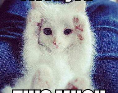 《15個貓咪愛你的表現》對你愛、愛、愛不完~(伸爪)