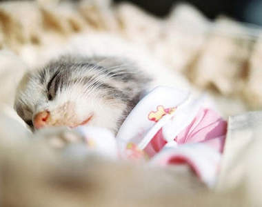 和平！《動物安詳顏》 看起來就像是睡著一樣Zzzz...