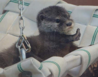 《水獺寶寶》粉絲服務超周到 敲~可愛揮手模樣根本犯規啦~♥