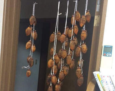 《返鄉常有的事》誰准你們在我房間曬柿子的～～～（苦笑）