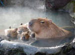 冬天才看得到的動物園景象 沒想到大家都意外的有元氣呢♥ 冬天才看得到的動物園景象 沒想到大家都意外的有元氣呢♥