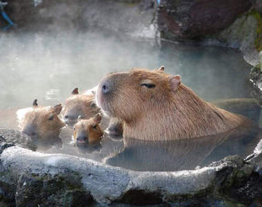 冬天才看得到的動物園景象　沒想到大家都意外的有元氣呢♥