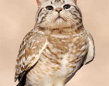 真《貓頭鷹》毫無違和感啊　Σ>―(〃°ω°〃)♡→