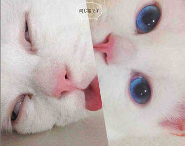 紅到出書《睡相超差的貓》你...你還活著嗎...(驚恐)