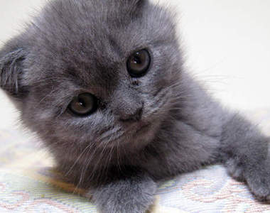 啾古錐《小貓動圖》小時候真的太萌了...(化)