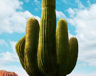 麥克法蘭《百萬種硬的方式》禮拜一我需要這個手勢