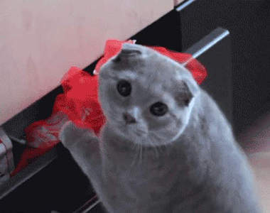 《貓咪動圖排行榜》有誰能抵擋的了這誘惑