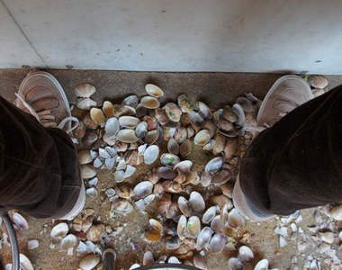 《日本店家奇景》滿地蛤仔殼這是發生了什麼事啊啊啊((゚゚Д゚゚p