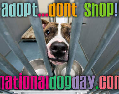 《國際狗狗日》宣揚「認養代替購買」的概念