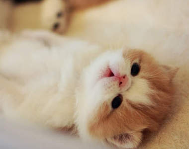 溜滑梯貓 VS 滑雪狗 真是各有千秋呀　(◍●ω●◍)