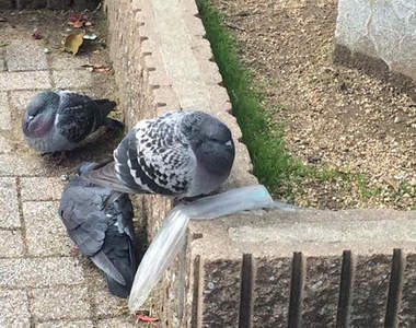 《冷到縮脖子的鴿子》咕咕～好冷阿～咕...