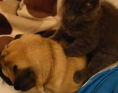 《貓的按摩師》還沒按到我身上都舒服地想睡惹... Zzzz（_ _）